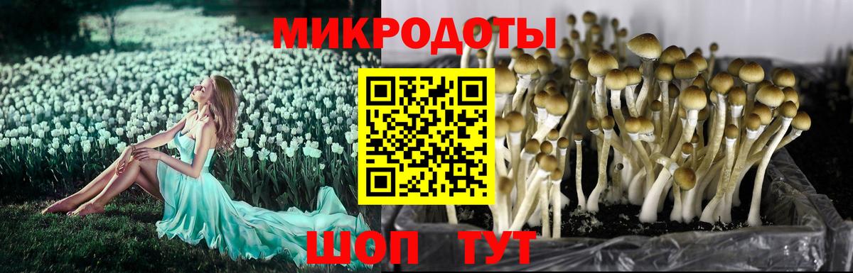 Псилоцибиновые грибы Cubensis Гусев